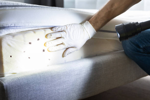 Best Termite Control Services  in Flower Mound, TX