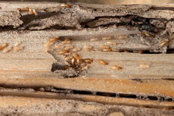 Best Mosquito Control Services  in Flower Mound, TX